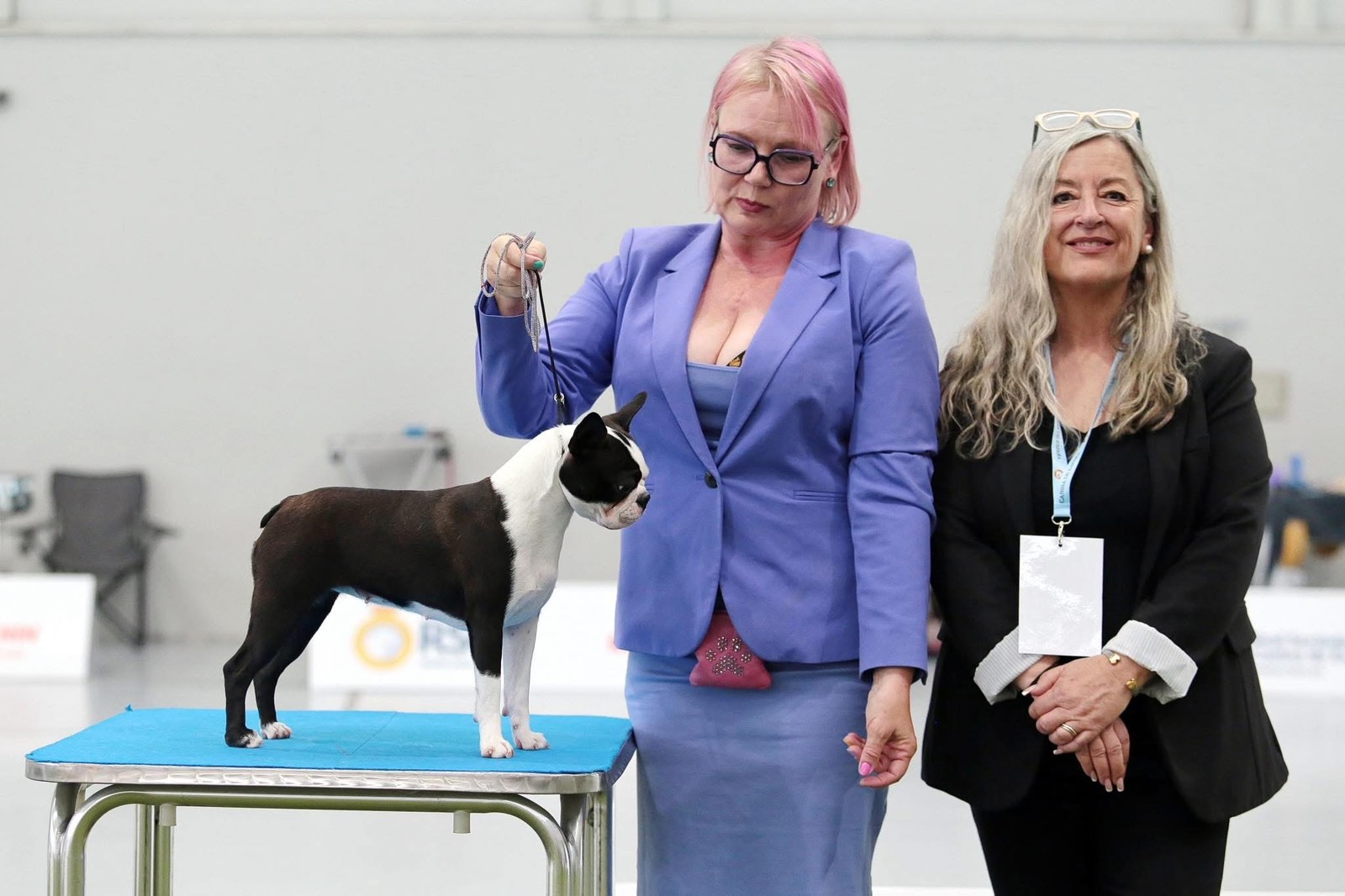 Boston Terrier DIVA exported to Spain – AT Team